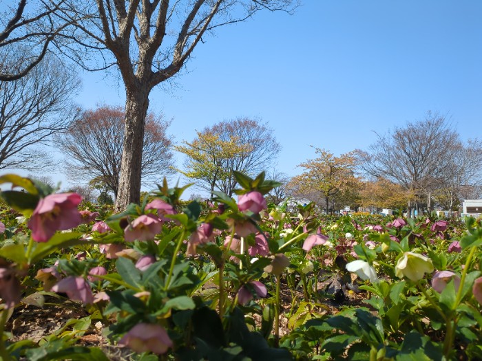 クリスマスローズ