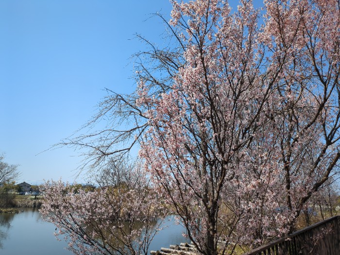 桜