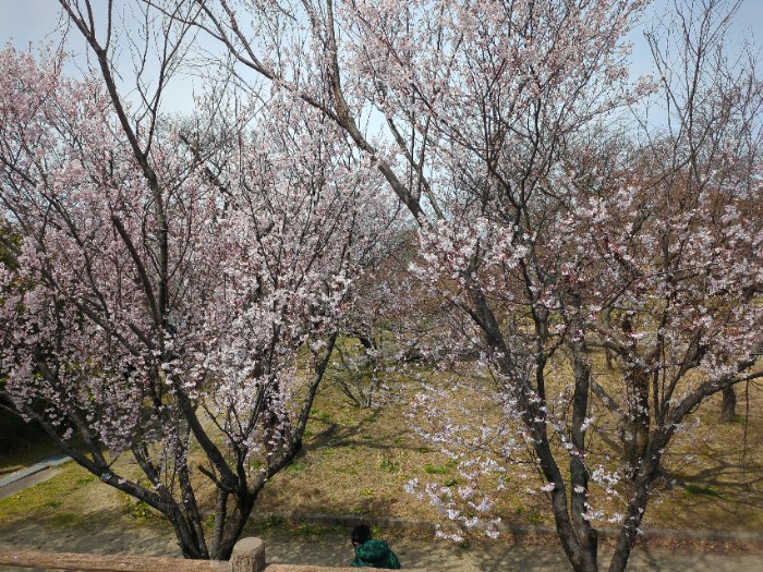 清洲公園 桜