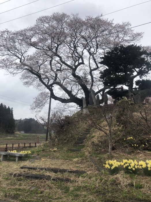 吉野辺種まき桜5分咲き