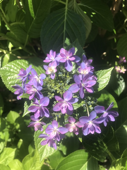 オシャレ紫陽花